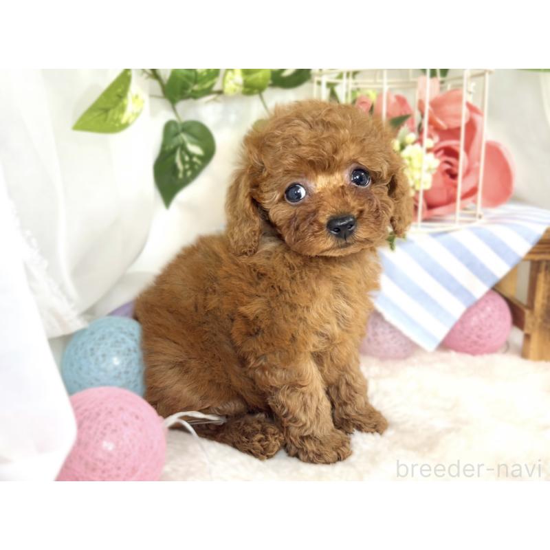 成約済の滋賀県のトイプードル-410290の2枚目